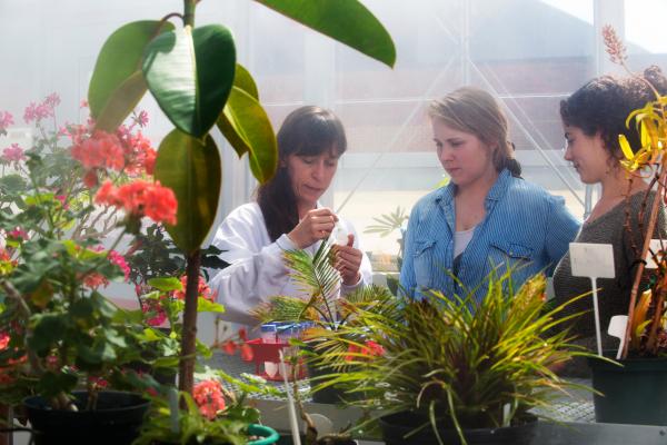 Biology students work with a professor to examine plant defenses and plant-bacteria interactions in our on-campus greenhouse