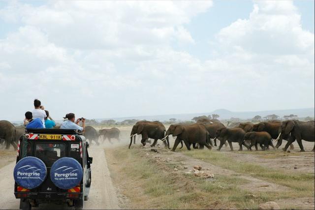 GMU students on the Kenya Wildlife Study Abroad program photographing a massive herd of over 300 elephants encountered in Amboseli National Park.