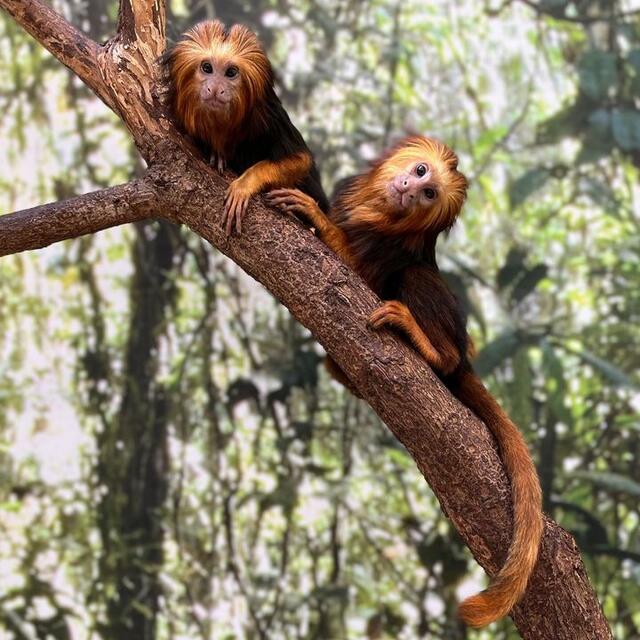Smithsonian's golden-headed lion tamarin twins named after Thomas Lovejoy and Carmen Thorndike