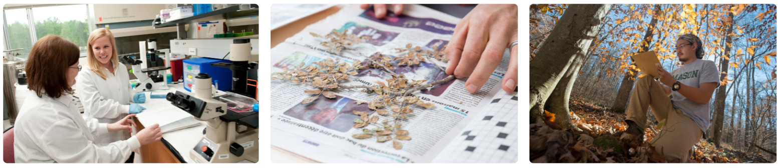 Examples of Research: Student with mentor, Foliage in the Herbarium, and student in the woods