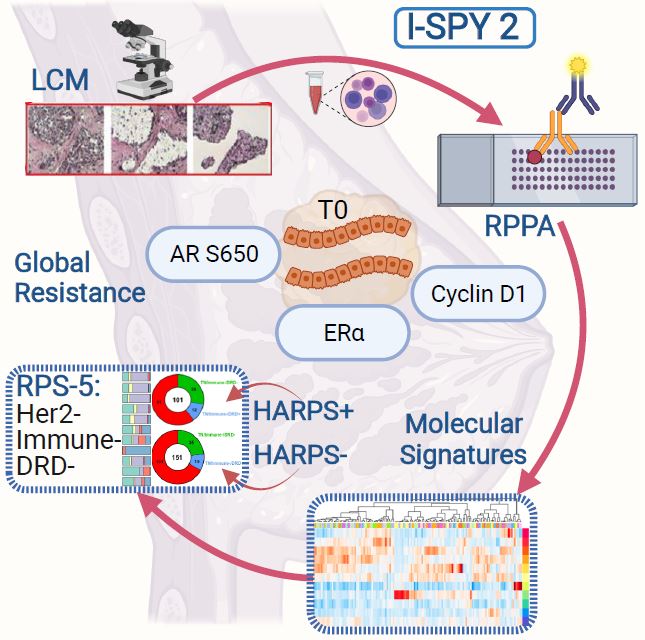 © 2023 Gallagher et al. identify phosphoprotein and protein-based signatures of global resistance, and treatment-specific and fit-for-purpose response predictive signatures in pre-treatment tumors of I-SPY 2 Trial patients. HER2-EGFR protein activation/phosphorylation signatures could synergize with transcriptomic-based RPS subtyping and provide for better outcomes in patients with triple-negative breast cancer disease.