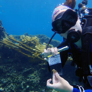 Image of Jordan Sims scuba diving for her research on coral reefs