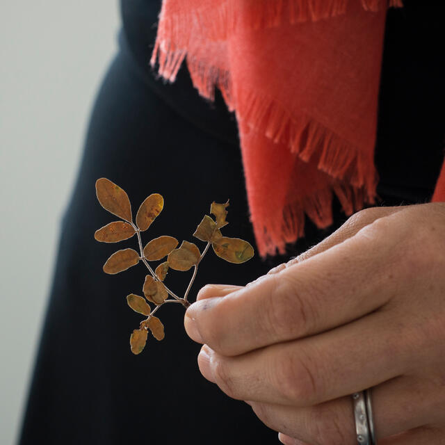 Dr. Weeks holding a plant specimen in the Ted R. Bradley Herbarium