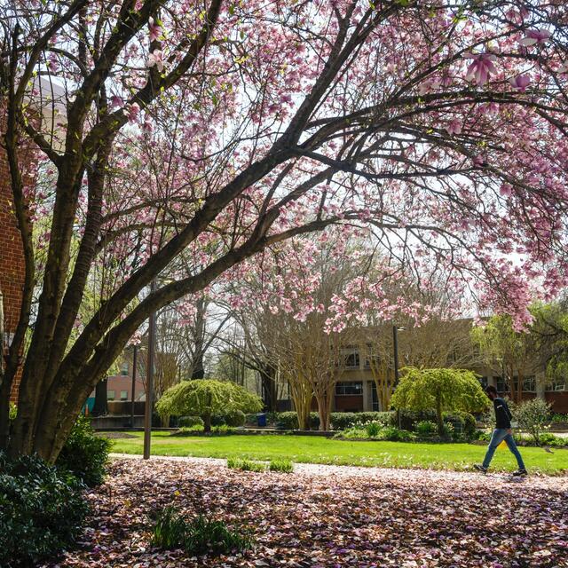 Large Spring Magnolia Tree with many pink flower blooms on the Fairfax Campus, a part of the Arboretum