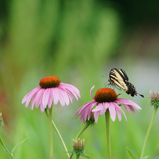 butterfly on flower on campus