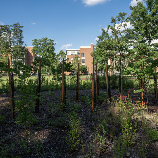 Newly planted trees