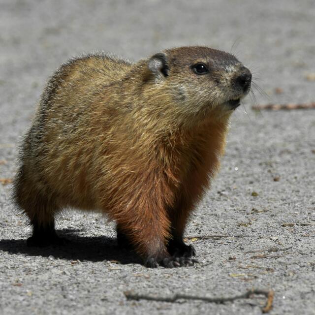 Image of a groundhog