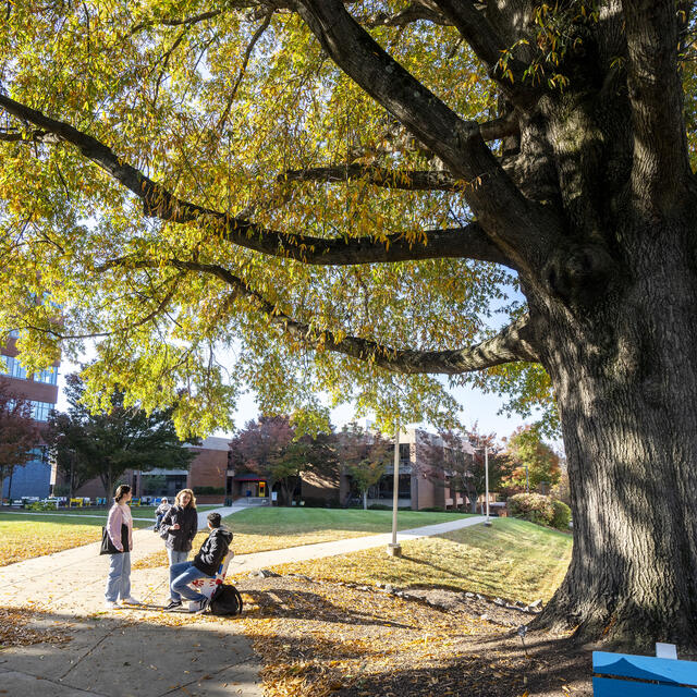 Big tree on campus with students