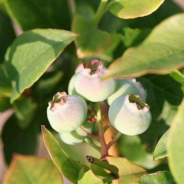 Image of vaccinium corymbosum