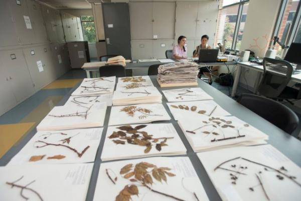 Herbarium specimens at the Ted R. Bradley Herbarium in Exploratory Hall. Credit: Photo by Evan Cantwell/Creative Services/George Mason University.