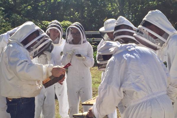 Bees