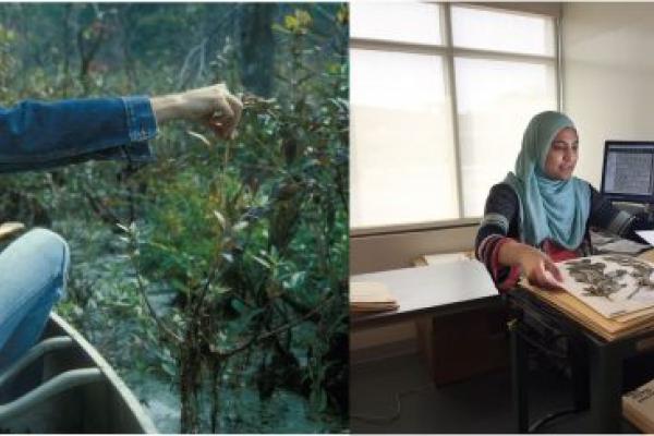 Left: Dr. Ted Bradley collecting plants in the 1970’s. Right: Mason undergraduate student digitizing herbarium specimens. Credits: Left – image from Ted R. Bradley Herbarium slide collection; Right – photo by Evan Cantwell/Creative Services/George Mason University.