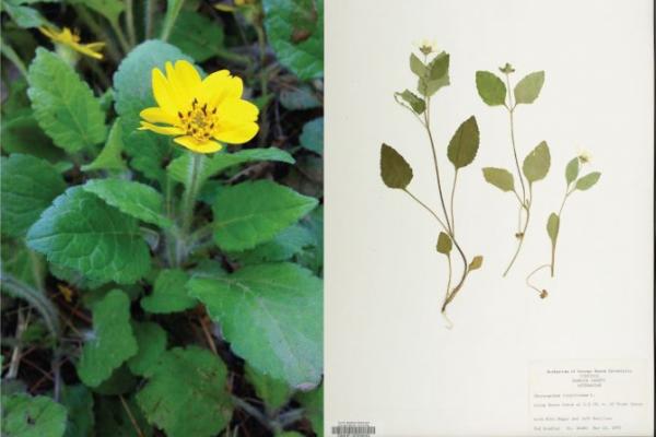 Left: Live specimen of Virginia native plant, Chrysogonum virginianum (common name: Green and Gold). Right: Herbarium specimen of Chrysogonum virginianum showing the pressed plant and the detailed collection label. Credits: Left – photo by Andrea Weeks; Right – image from the Ted R. Bradley Herbarium collection.