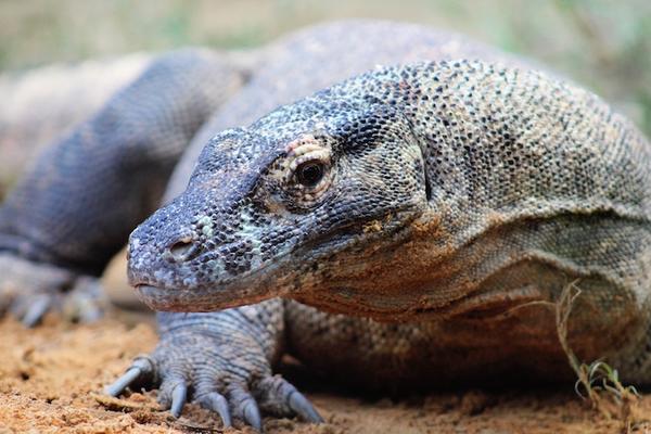 Tujah, a large male Komodo dragon residing at the St. Augustine Alligator Farm Zoological Park, and the source of the DNA used in the present study. Photograph courtesy of the St. Augustine Alligator Farm Zoological Park in St. Augustine, Florida.