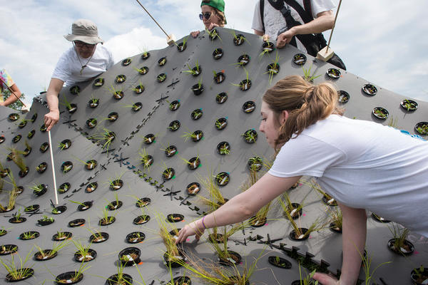 The Rain Project- Ecological Restoration of the Mason pond