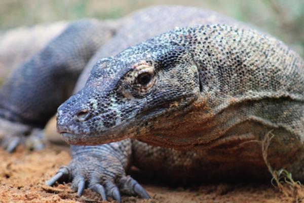 Komodo Dragon