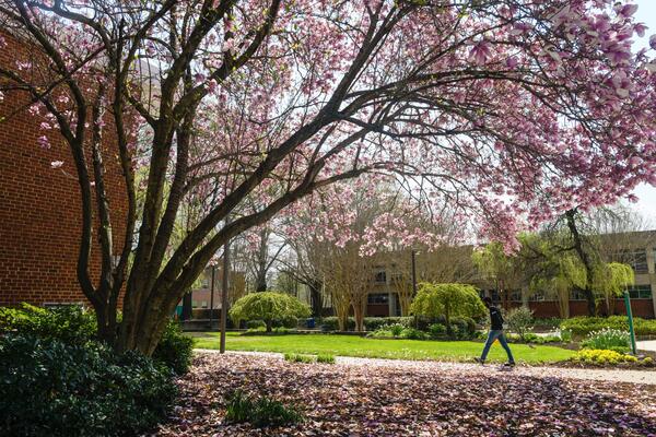 Large Spring Magnolia Tree with many pink flower blooms on the Fairfax Campus, a part of the Arboretum