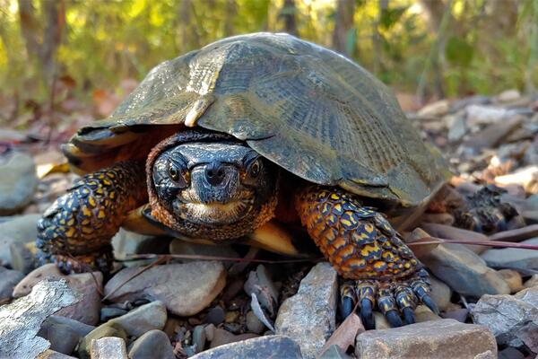 Photo of Male Wood Turtle sitting on rocks