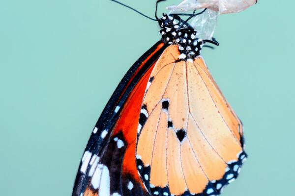 Image of a butterfly coming out of cocoon.