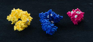​​​​These 3D models of a receptor, co-receptor and ligand demonstrate how the protein painting technology works. The regions which aren’t painted when the proteins are bound, designated white, can be detected by mass spectrometry and inform rational drug development. Photo by Evan Cantwell/Creative Services.