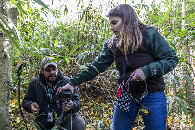 Senior Jamie Fetherolf places a camera trap as part of her research project looking at wildlife in Washington, D.C. during her study at the Smithsonian Mason School of Conservation. Photo by Lathan Goumas/Strategic Communications