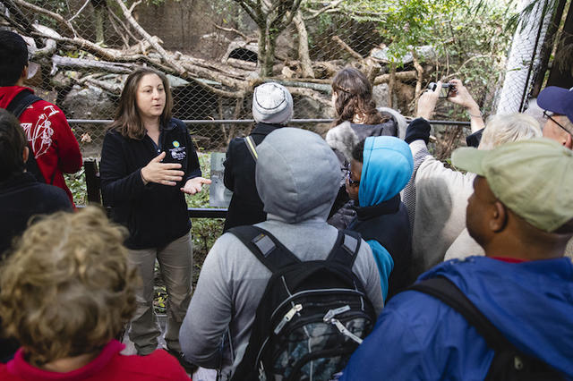 ​​​​Mason alumna and adjunct faculty member Jilian Fazio (in black) gives weekly talks at the Smithsonian's National Zoo about the conservation of the clouded leopard species. Fazio is the species survival plan coordinator and international studbook keeper for the clouded leopards. Photo by Lathan Goumas/Communications and Marketing.
