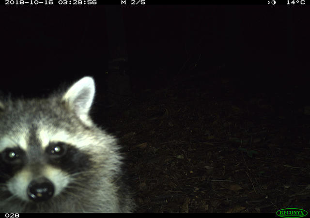 Animals captured on Smithsonian camera traps, photos courtesy of eMammal