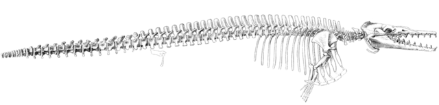 Zygorhiza kochii skeleton drawing
