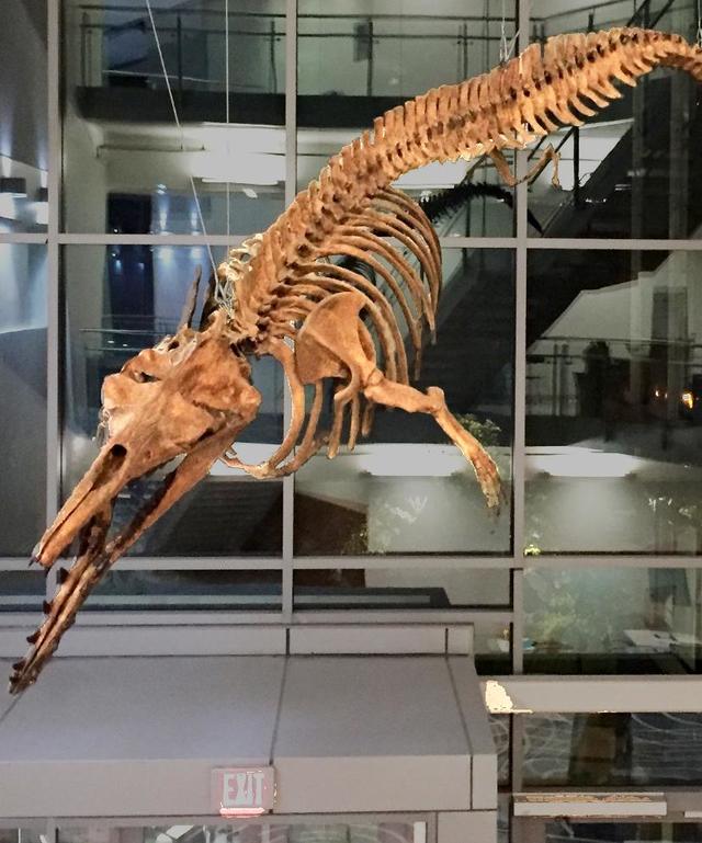 Zygorhiza kochii skeleton installation in Exploratory Hall