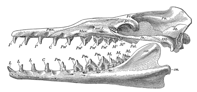 Zygorhiza kochii skull diagram
