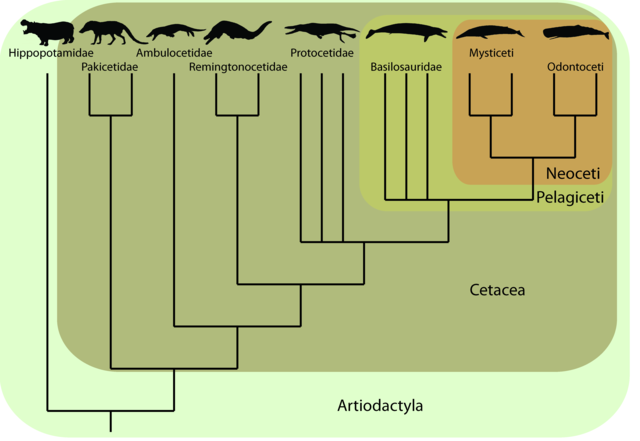 Artiodactyla tree