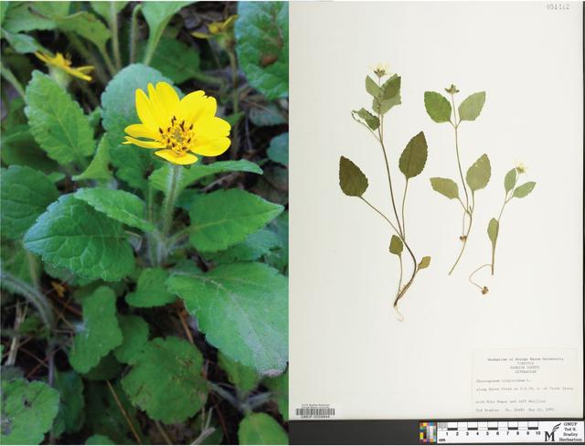 Chrysogonum virginianum, live specimen and pressed plant