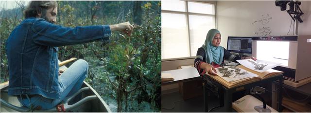 Left: Dr. Ted Bradley collecting plants in the 1970’s. Right: Mason undergraduate student digitizing herbarium specimens