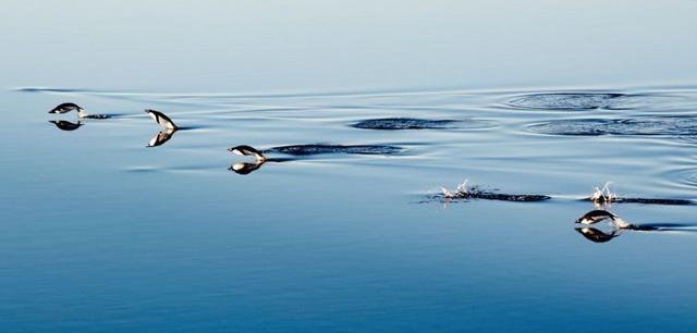 Gentoo penguins proposing in the Antarctic Sound
