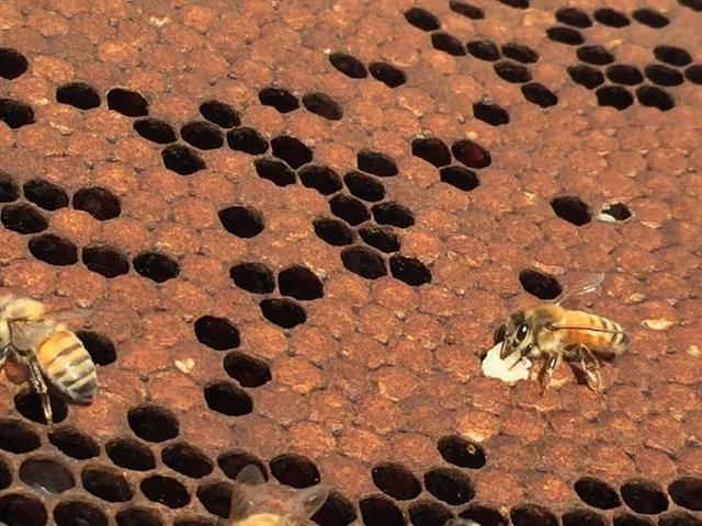A nurse bee watches the emergence of a new worker bee