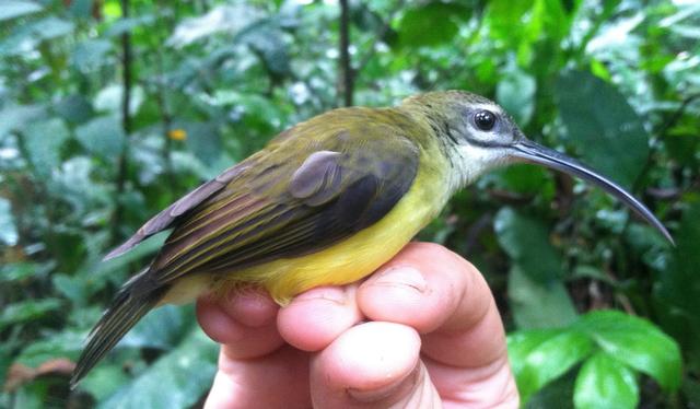 Picture of a Little Spiderhunter, one of the species featured in Lim's research