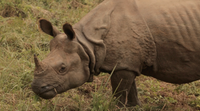Indian Rhino (Rhinoceros unicornis) in Chitwan National Park