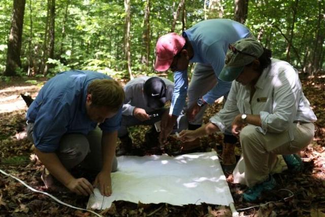 L-R: Michael von Fricken, brothers Josh and Elisha Musih, and Susan Howard checking dragged sailcloth for attached larva, nymphs, and adult ticks.