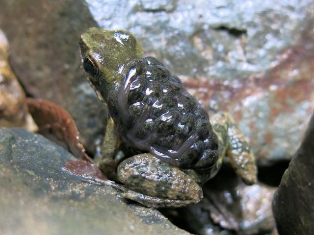 Panamanian rocket frog (Colostethus panamensis) carrying about 18 tadpoles at the Limosa Harlequin frog release site. Photo by: Blake Klocke.