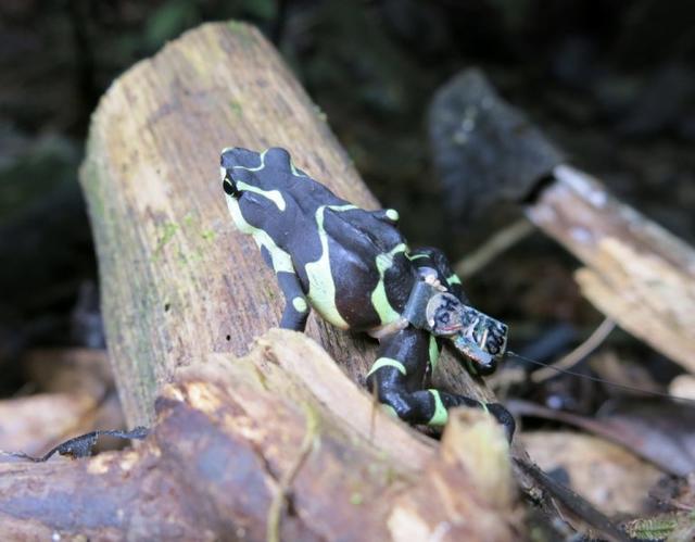 Reintroducing lost frogs back into the Panamanian rainforest | GMU ...