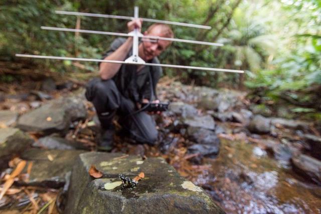 Blake Klocke radio tracking a Limosa Harlequin frog (Atelopus limosus). Photo by: Roshan Patel.