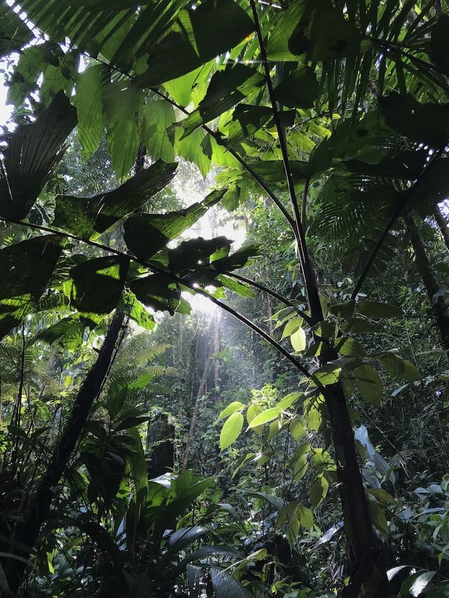 Panamanian rainforest. Photo by: Blake Klocke.