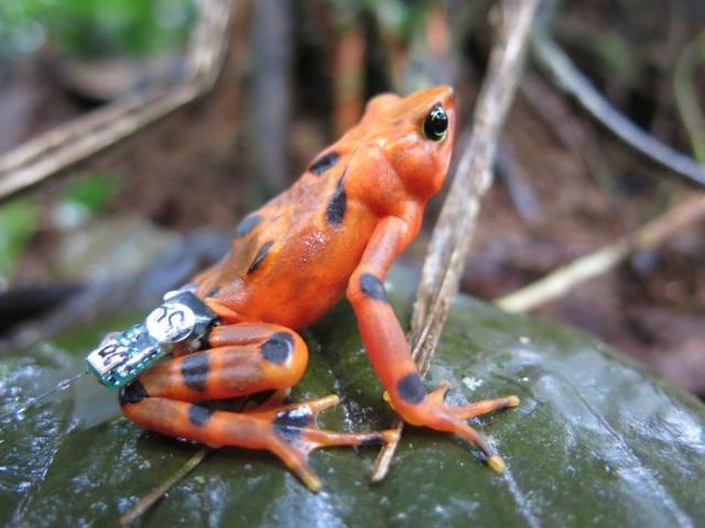 A Limosa Harlequin frog recaptured in August 2017, nearly 3 months post release. Photo by: Blake Klocke.