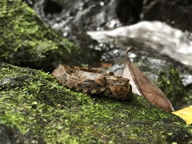 Lancehead viper (Bothrops asper) the most common snake found at our release sites; while young the diet of these snakes primarily includes frogs and small lizards. Photo by: Blake Klocke.