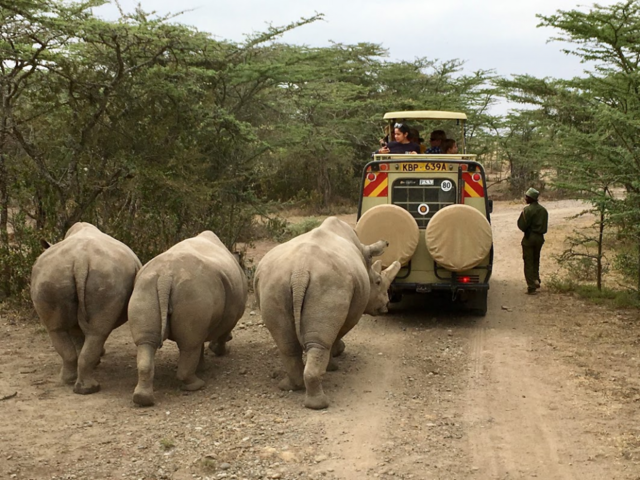 (January 2018) GMU students, Najin, Fatu, and a southern white rhino friend enter the rhinos’ protected “boma” in the Ol Pejeta Conservancy in Kenya. Courtesy of Ryan Valdez.