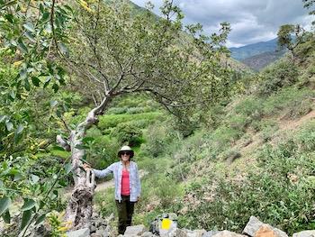 Collins standing next to a palo santo tree in the Marañón Valley, Peru. Photo provided.