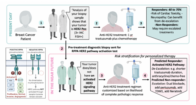 Depiction of how the proposed HER2 pathway activation test conducted on the diagnostic biopsy can be employed in the near future for personalized escalation and de-escalation therapies that have recently been clinically validated. 