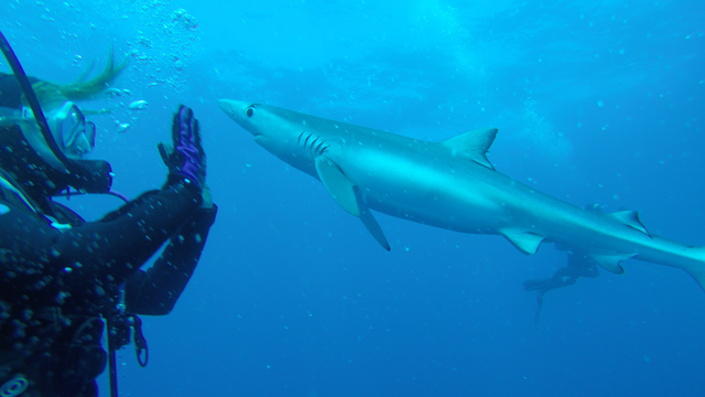 Chelsea Gray - Chelsea dives with blue sharks in South Africa.