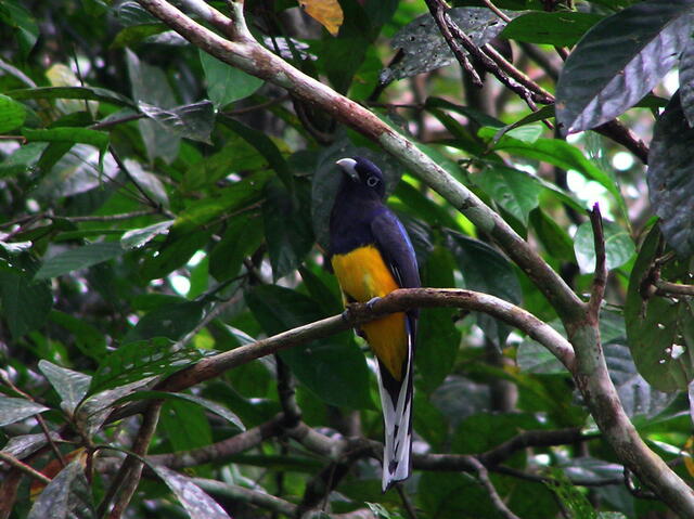 Image of White-tailed Trogon. Photo by David Luther. 