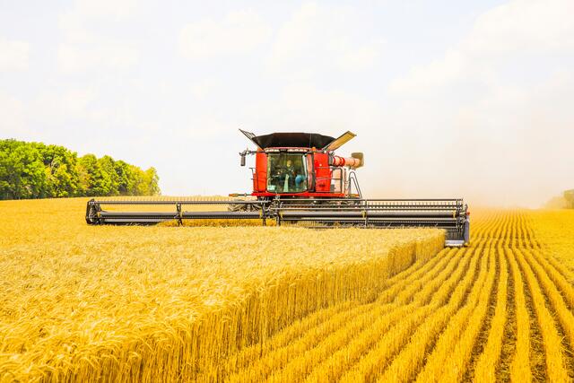 Image of a farming wheat